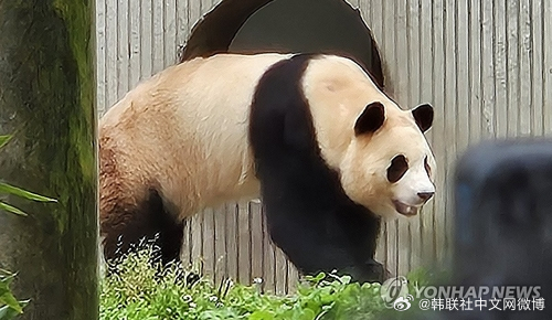 大熊猫福宝状况紧急，全力关注与救援行动启动