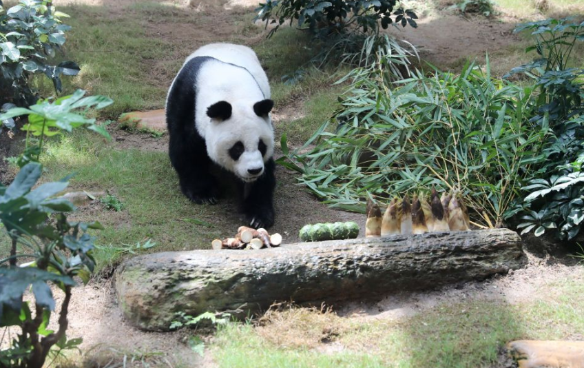 香港熊猫热潮，生态保护的里程碑与文化融合迎2500只熊猫盛事