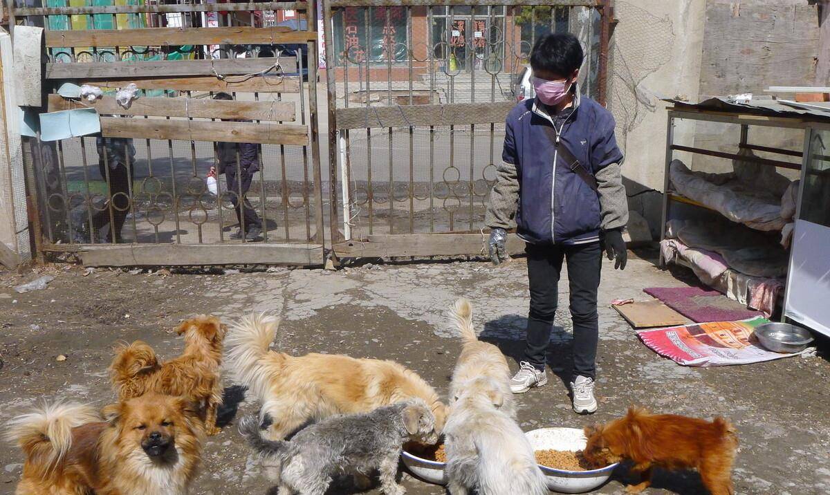 人与流浪狗的奇妙缘分，小伙被投喂两年的狗狗认出