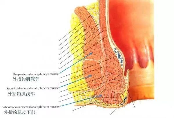 括约肌，生理结构与功能的重要性解析