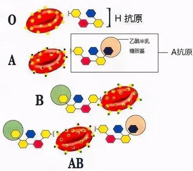 云南发现1例恐龙血