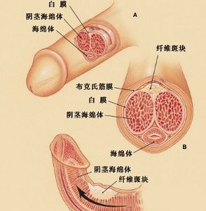 海绵体白膜弹性提升的研究与探讨