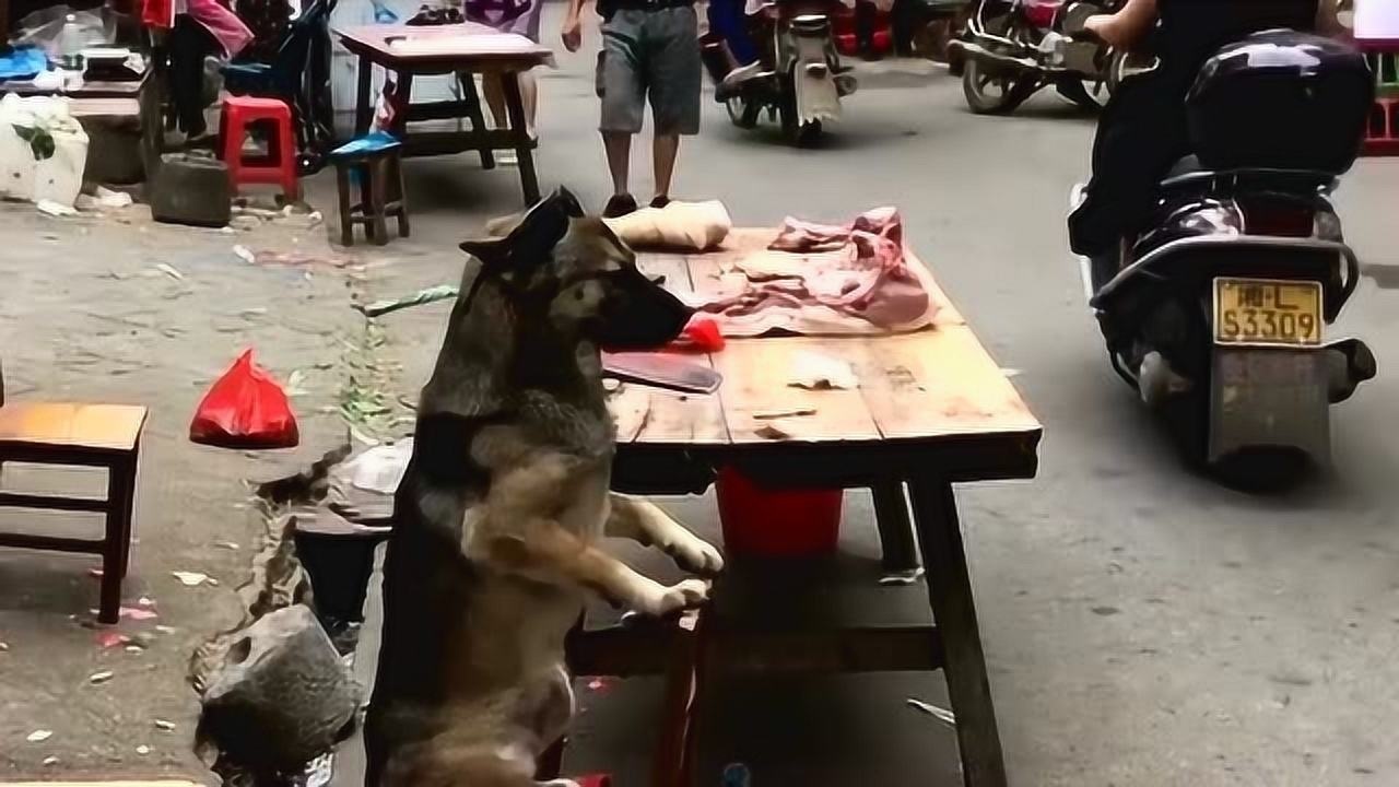 主人杀年猪，狗狗偷吃猪肉被撑死