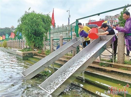 潮州韩江鱼类百科，探索鱼类的世界