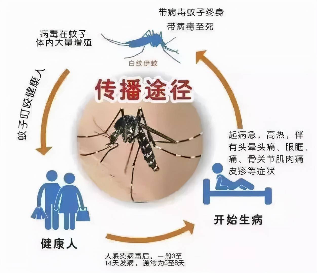 登革热，了解、预防与治疗方法