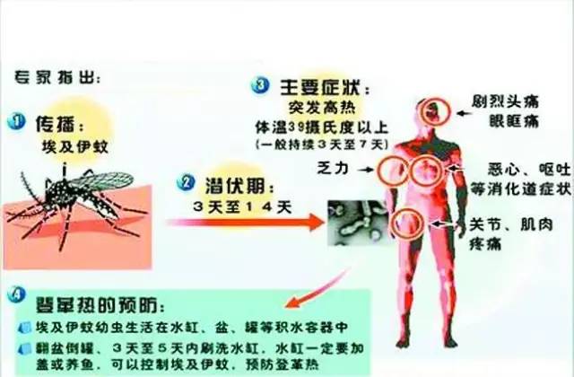 登革热病症状及严重性深度探讨